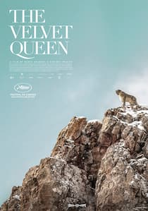 دانلود فیلم ملکه مخملی The Velvet Queen 2021